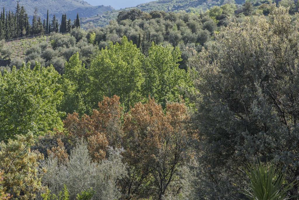 Вілла Cortijo La Vinuela Atalbeitar Екстер'єр фото